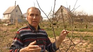 Борьба с тлёй и муравьями в саду_ эффективные методы и советы 🌿🛡️