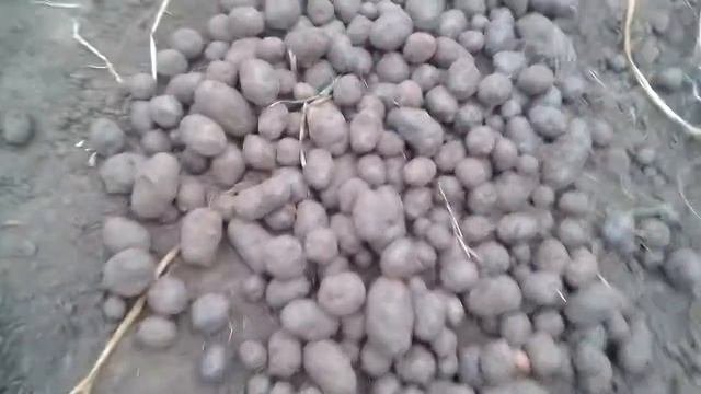 Обзор  картофеля Мицерна,Василек,Черный принц,Рудольф, Трюфель,Медвежья лапа,Кондор,Гранада,Лабелла