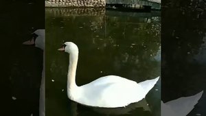 Парк Родник .Пятигорск.mp4