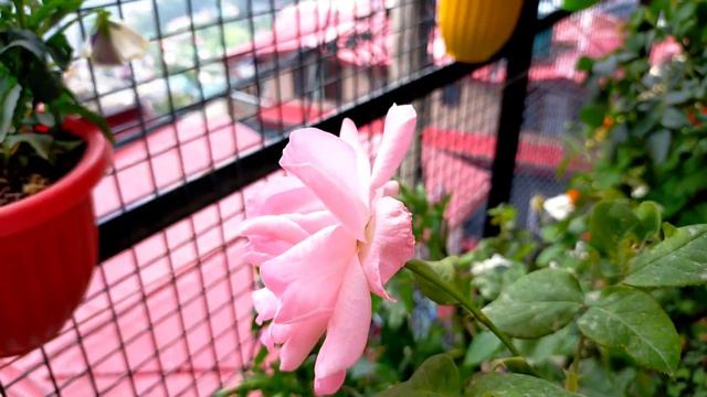 26 Rainy Season Stem Cutting Plants /permanent plant by cutting / Stem Cutting Plants of July-Augus