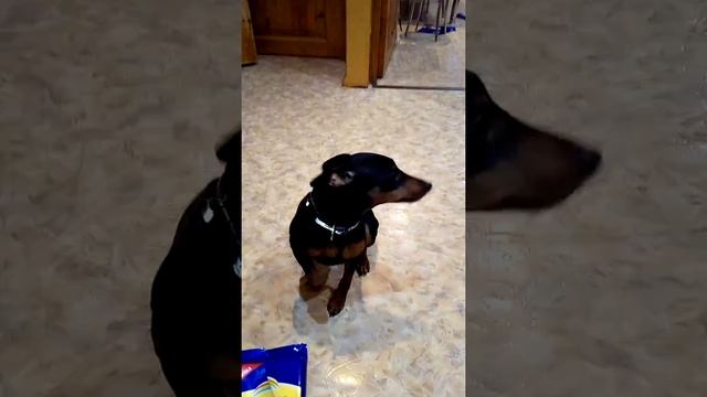 Хйзик провинился!!!!!!!!!!!реакция пса смотреть онлайн