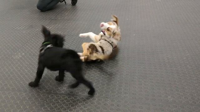 Playing with my friend Leo 3 смотреть онлайн