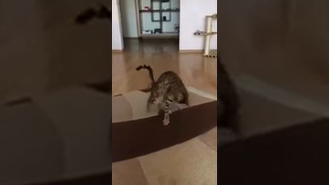 Игривый Бенгальский кот, смешное видео, бенгалы- домашние леопарды. смотреть онлайн