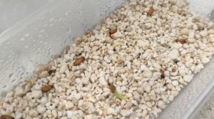 АДЕНИУМЫ посев семян ручного опыления #адениум #adenium