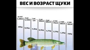 Рыбалка. Вес и возраст щуки.