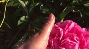 Пион Россия (Rossija)