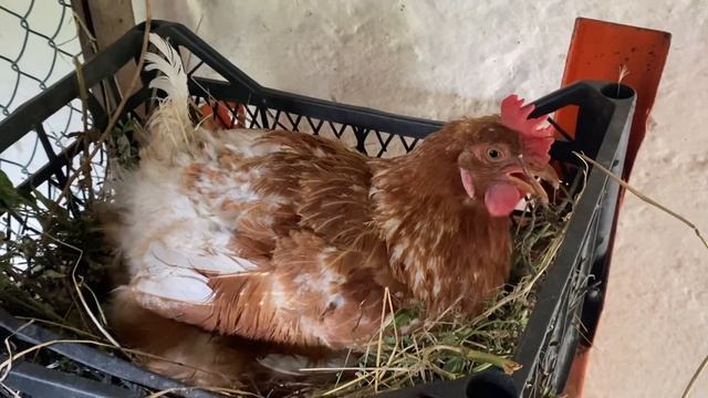 Чем??РОССИЙСКАЯ курица СУПЕРовская//Куры породы Мини мясные палевые белохвостые Украина смотреть онлайн