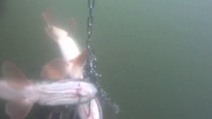 Нугушское водохранилище и бешеный клев щуки!!!!