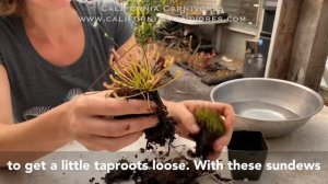 How to Replant Cape Sundews