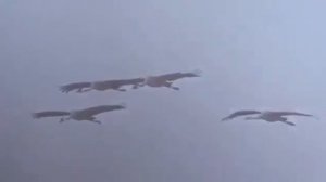 Турналар.Ногай