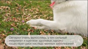 Белая швейцарская овчарка. Описание породы