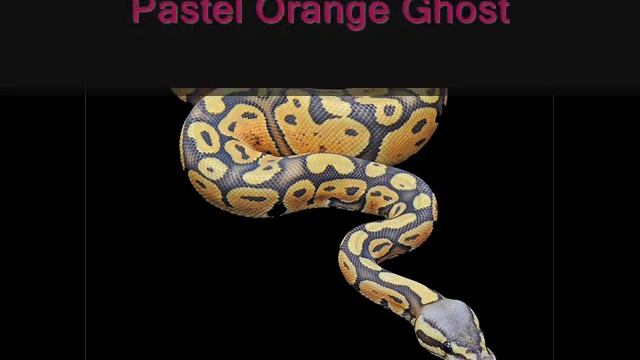 TOP20 Ball Python morphs 2012