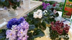 Уход за фиалками жарким летом! Делюсь своим опытом! Рассказываю что нельзя делать фиалкам в жару!