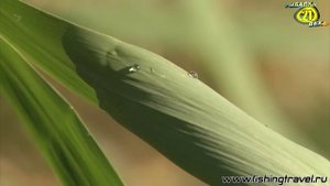 Жерех. Ловля Спиннингом. Уроки Мастерства. Дельта Волги
