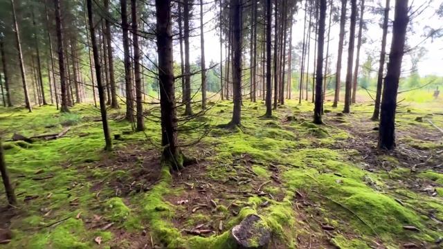 Собираем Грибы в Германии все о законах сбора Грибов... смотреть онлайн