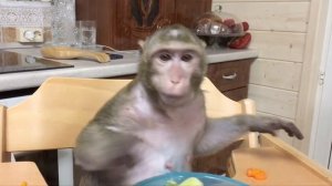 Домашние макаки.Обед