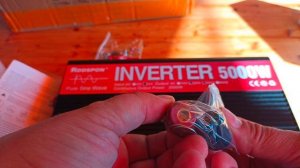 Почему зигота зеленых водорослей делится мейозом