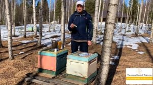 ВЕСЕННЯЯ ОБРАБОТКА ПЧЁЛ