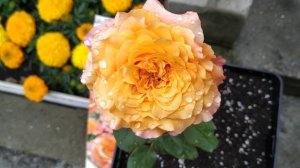 Роза из коробки ,производитель Садовита,пересорт или нет ?