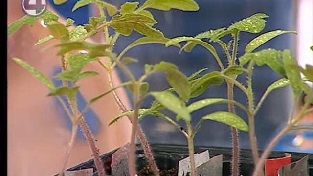 30.03.2018 внекорневая подкормка растений