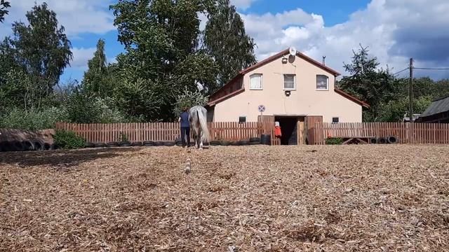 Выставочная проводка от камеры. Орловская кобыла Усмешка. ЧК Реприз, Санкт-Петербург. смотреть онлайн