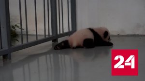 Важный этап в развитии детеныша: малышка-панда начала ползать - Россия 24