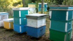 МЕДОСБОР С ЛИПЫ ЗАКАНЧИВАЕТСЯ состояние пасеки на начало Июля