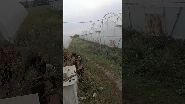 Обзор теплиц ы дизелниз генераторов на огурецах смотреть онлайн