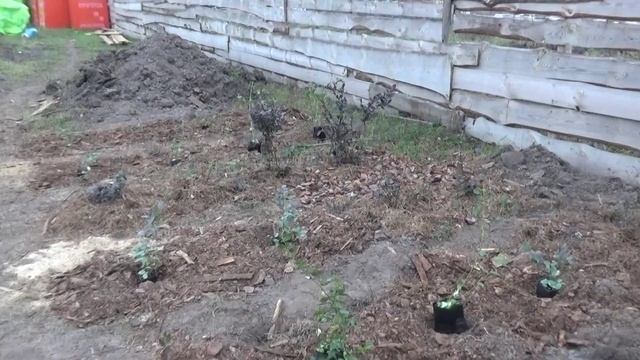 Посадка голубики в ряды на даче смотреть онлайн