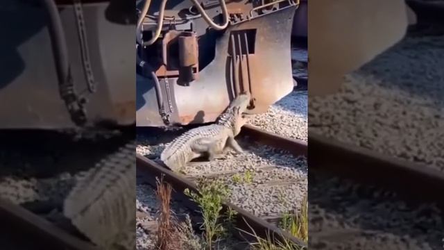 Аллигатор напал на поезд