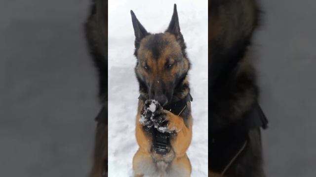 ЭдитСамоедМалинуа Хаски