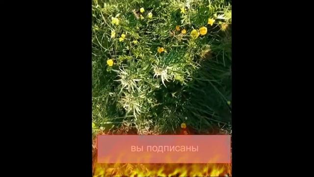 УДИВИТЕЛЬНЫЕ растения Севера