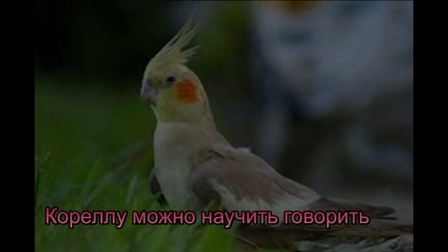 Домашние попугаи часть 1
