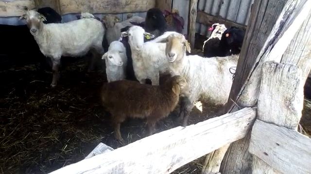 Подготовил овец к пастбищному сезону. смотреть онлайн