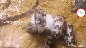 Кормление змеи. Маисовый полоз.