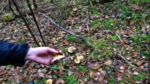 В ЛЕСУ МНОГО ГРИБОВ УДИВИЛСЯ И НАБРАЛ,ПОДМОСКОВЬЕ2019