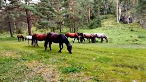 Как правильно объезжать диких алтайских лошадей? Мастер класс от первого лица.