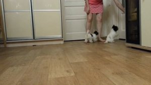 щенки бивера. Бивер йорк. Шоу Кураж Елени и Евсевия.