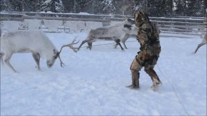 Подготовка оленей для упряжки...