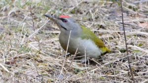 green woodpecker on the ground, зелёный дятел на земле