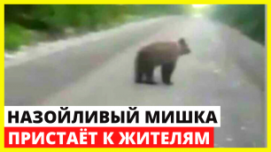 Жительница Красноярского края смогла прогнать преследовавшего ее медведя разговаривая с ним