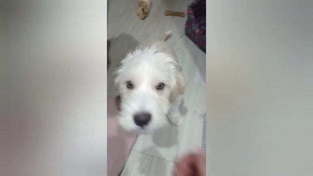 Муха| Помесь болонки и малтэзе! Игры дома.