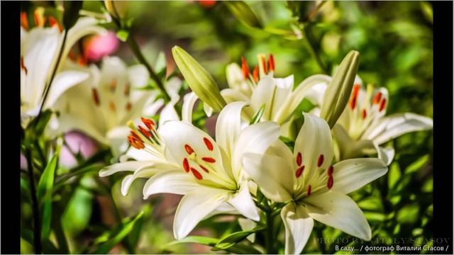 Красота цветущего сада смотреть онлайн