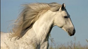 Почему ЛОШАДЬ СПИТ стоя?