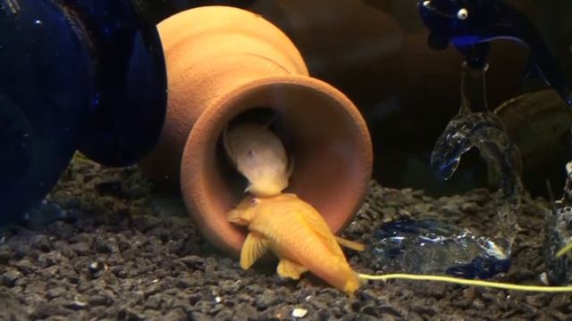 My aquarium - золотые анцитрусы