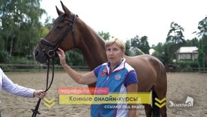 Капсуль для лошади. Сопля. Конный спорт. Верховая езда