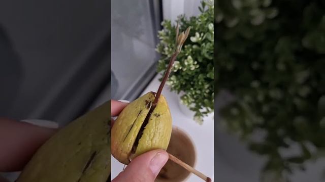 Как вырастить авокадо из косточки|| Авокадо 🥑 ||