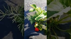 Клубника Венди достойная новинка
