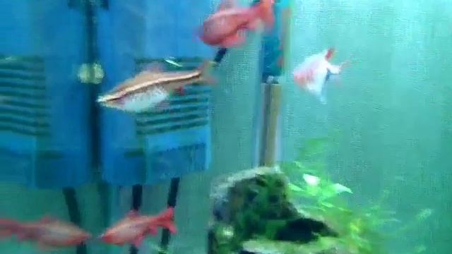 Рыба говорит слова смотреть онлайн