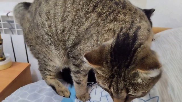 Кот Хвостик не находит себе места. смотреть онлайн